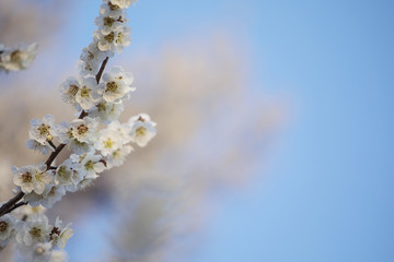 Japanese apricot flower