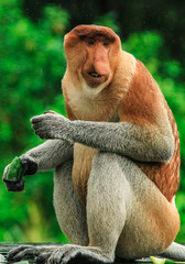 Big nose monkey, proboscis monkey .