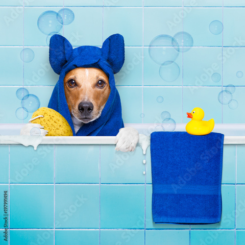 "dog in shower" Stockfotos und lizenzfreie Bilder auf