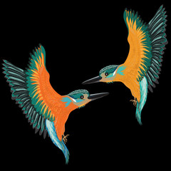 Kingfishers flying. Vector illustration of two birds on black background