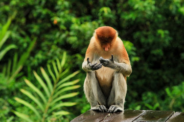 Watching on the hands proboscis monkey, Borneo, Malaysia