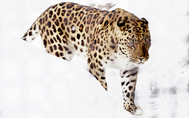 Амурский, леопард.