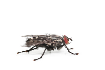 mouche domestique sur fond blanc