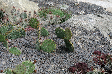 Kaktus Kakteen Moose Flechten Wüste