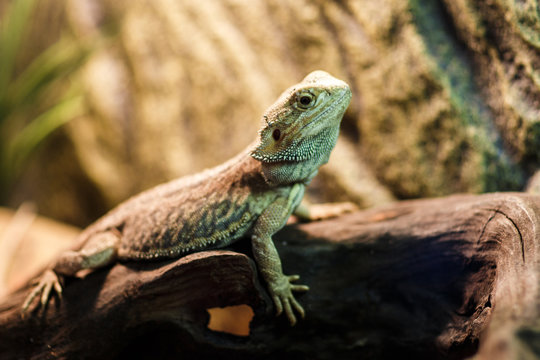 Photo of green lizard in terrarium