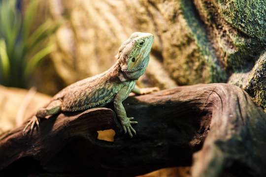 Image of green lizard in terrarium
