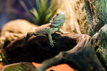 Picture of green lizard in terrarium