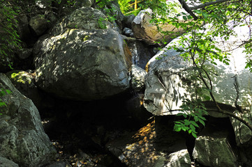 Fototapeta premium Summer mountain forest landscape