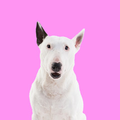 bull terrier on a pink background in the studio