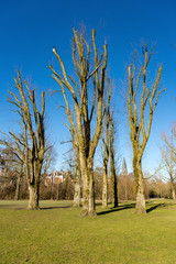 Pruned trees the Amsterdam Vondelpark in the Netherlands.