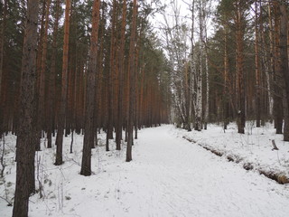 Fototapeta premium Winter forest