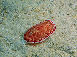 True sea slug