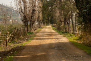 Country road to tea field farm with morning sun light effect. Dramatic, rural and scenic leading road photo.