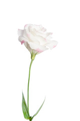 Obraz premium Beautiful Eustoma flower isolated on white background