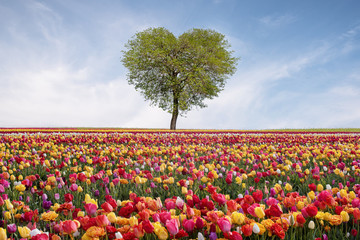 Plakat Tree of love in spring. Heart shaped tree against blue sky. Beautiful landscape with flowers.Love background