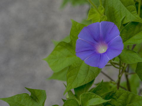 紫のあさがお Images – Browse 6 Stock Photos, Vectors, and Video