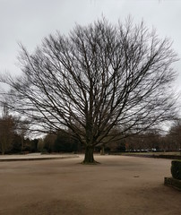 Naklejka premium Baum 3