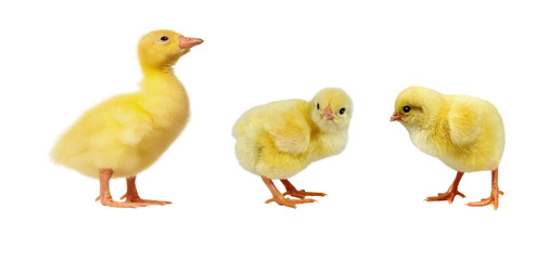 Adorable chicks and gosling isolated on white background