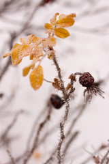 rosehip  brunches under the snow in the winter day
