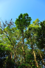 low angle view of tree branch