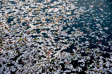 The cherry blossom season is very short, a large number of petals floated on the river.
