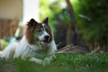 Senior Thai Bangkeaw Dog lying down on the ground outdoor