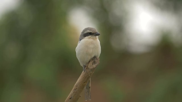 Close up view of a bird on a twig 