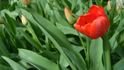 tulip as desktop wallpape / photography with scene of the flowering red tulip  