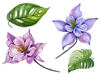 Beautiful tropical floral set (purple and blue aquilegia, large tropical leaves). Colorful columbine flower and green leaves isolated on white background. Watercolor painting.