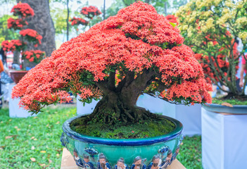 Ixora or jungle flame blooms in the bonsai tree in the spring morning is really attractive to see.
