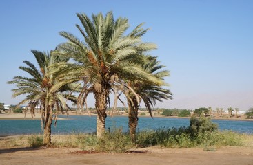 Fototapeta na wymiar Palms near Nile riverside, valley of Nile in Egypt