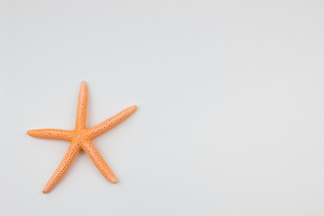 Sea object on white background. Summer theme concept. Free place from designers