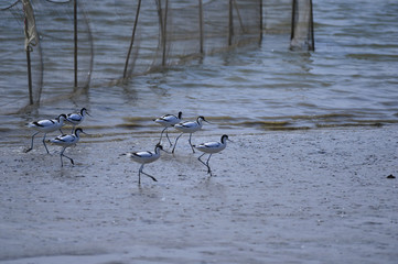 The birds of the sea