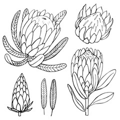 Hand-drawn flowers protea.  Vector sketch illustration.