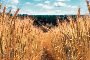 Road in the wheat field. Ears of golden wheat