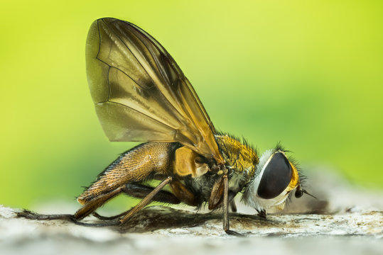 Focus Stacking - Phasia hemiptera