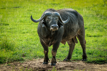 Obraz premium Big Black Buffalo, Mikumi National Park, Tanzania, Africa 
