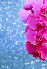 vertical floral festive pink Orchid background on blue delicate shiny texture