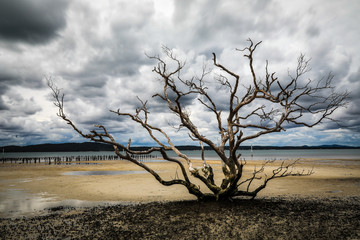 Tree with no leaves beside ocean at low tide against cloudy sky