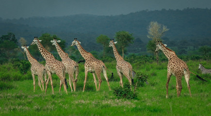Nice Giraffes running in the African Safari, Tanzania