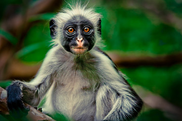 Colobus stupide et surpris dans la forêt de Jozani, Zanzibar, Tanzanie