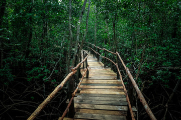 Wooned Footway in the Green Jungle Trees