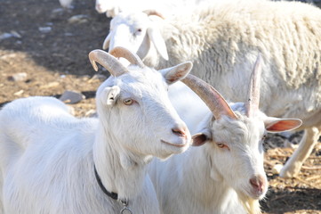 In the pasture flocks of rest