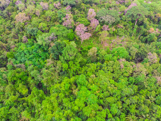 Aerial view of green tree in the forest