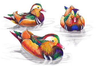 Hand-drawn mandarin ducks on white background (isolated)