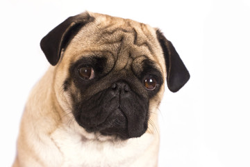 The pug dog sits and looks directly into the camera. Sad big eyes.