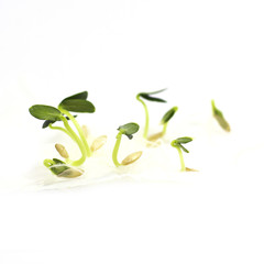 Sprouted cucumber seed isolated on white background