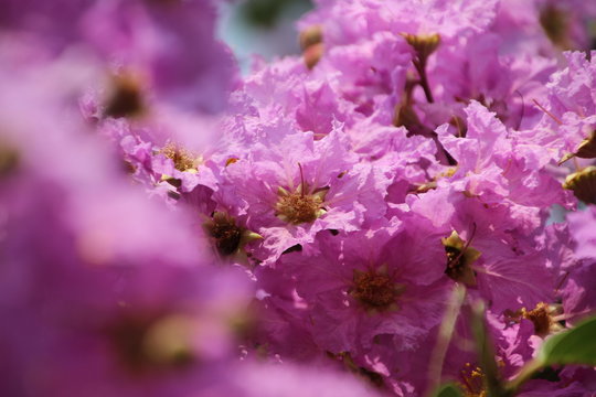 Lagerstroemia speciosa (L.) Pers. Queen's Flower, Queen's crape myrtle, Pride of India, Jarul, Pyinma, is Purple flower.