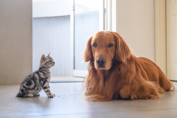 The kitten and the golden retriever