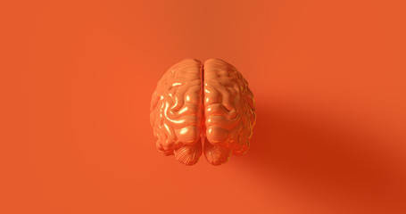 Orange Human brain Anatomical Model 3d illustration